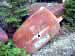 Klicka f�r st�rre format - &copy; Copyright-st�ldm�rkt bild