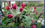 �ppelblom - klicka f�r st�rre format
