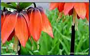 Blomma - klicka f�r st�rre format