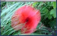 Vallmo - klicka f�r st�rre format